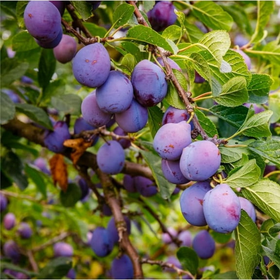 10  Wild Plum Tree Fruit Seeds MVR1 for Planting Outdoor-Perennial Native Prunus Americana Non-GMO Fruit Tree Seeds