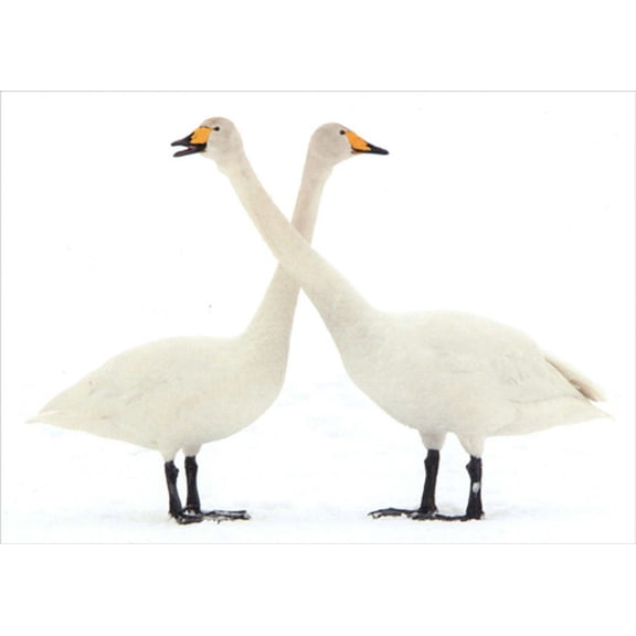 Northern Exposure Two Geese : Overlapping Necks Box of 12 Christmas Cards
