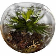 Succulent Garden in Bubble, 5"
