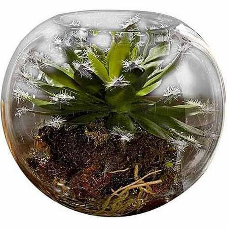 Succulent Garden in Bubble, 5"