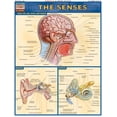 thumbnail image 2 of Senses (Other), 2 of 2