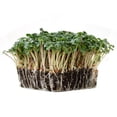 thumbnail image 2 of Radish Seeds - Long Scarlet Cincinnati - 4 g Packet ~300 Seeds - Non-GMO, Heirloom Vegetable Garden & Microgreens Seeds - American Radish Seed, 2 of 6