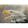 thumbnail image 2 of Svestka, Jiri 14x11 Black Ornate Wood Framed with Double Matting Museum Art Print Titled - The Bald Eagle (Haliaeetus Leucocephalus), 2 of 4