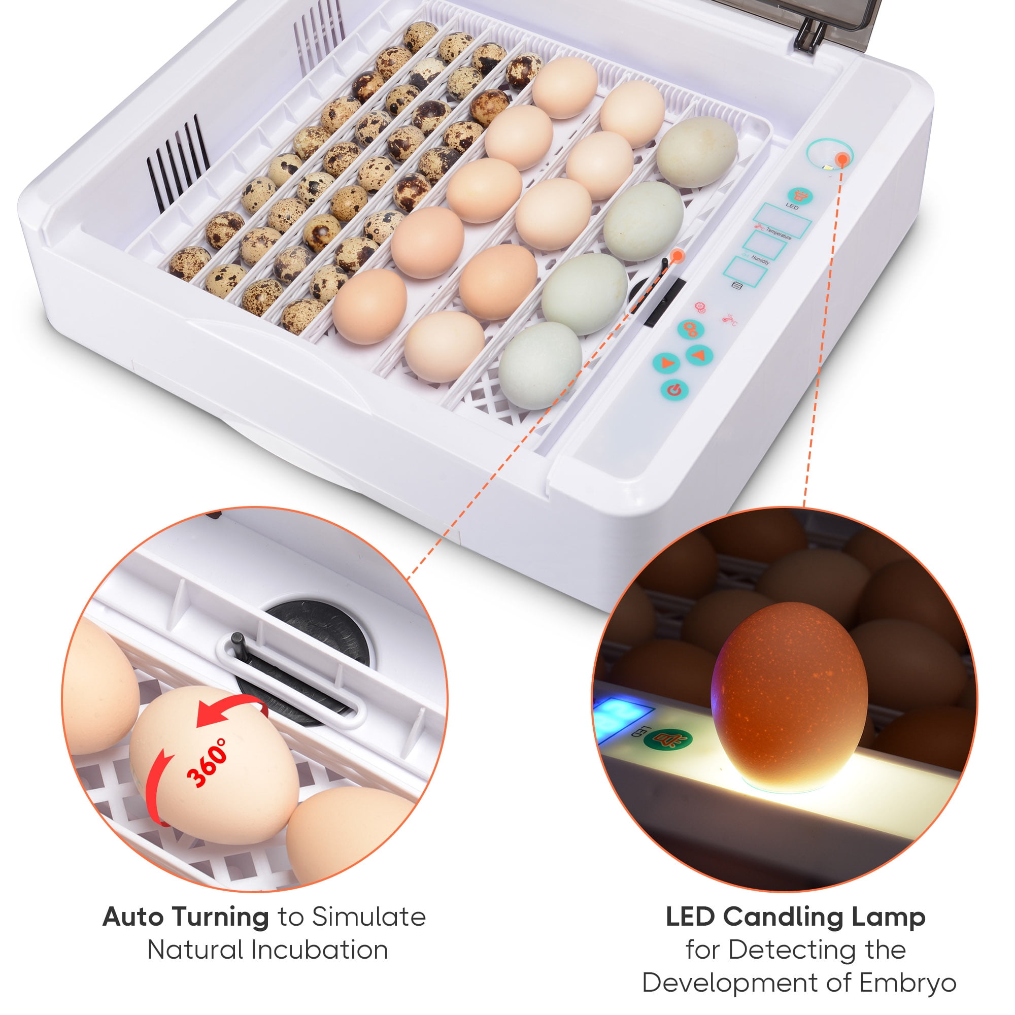 Buy Digital Fully Automatic Egg Incubator 36-120 Eggs Poultry