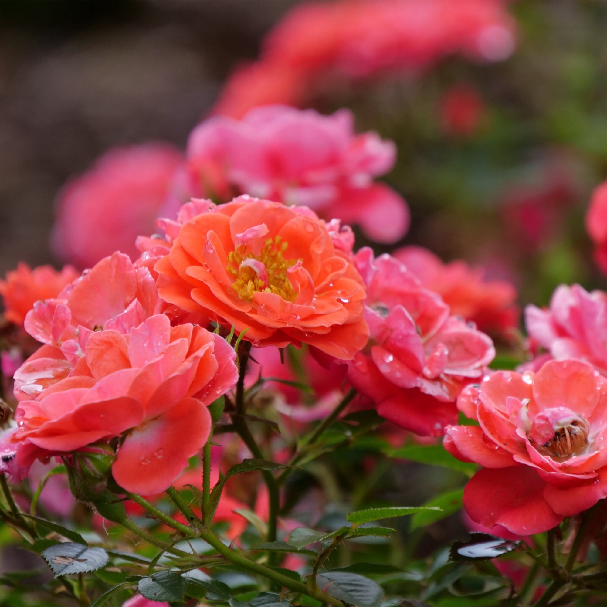 Proven Winners ColorChoice Oso Easy Mango Salsa Rose Live Shrub (2 Gallon)