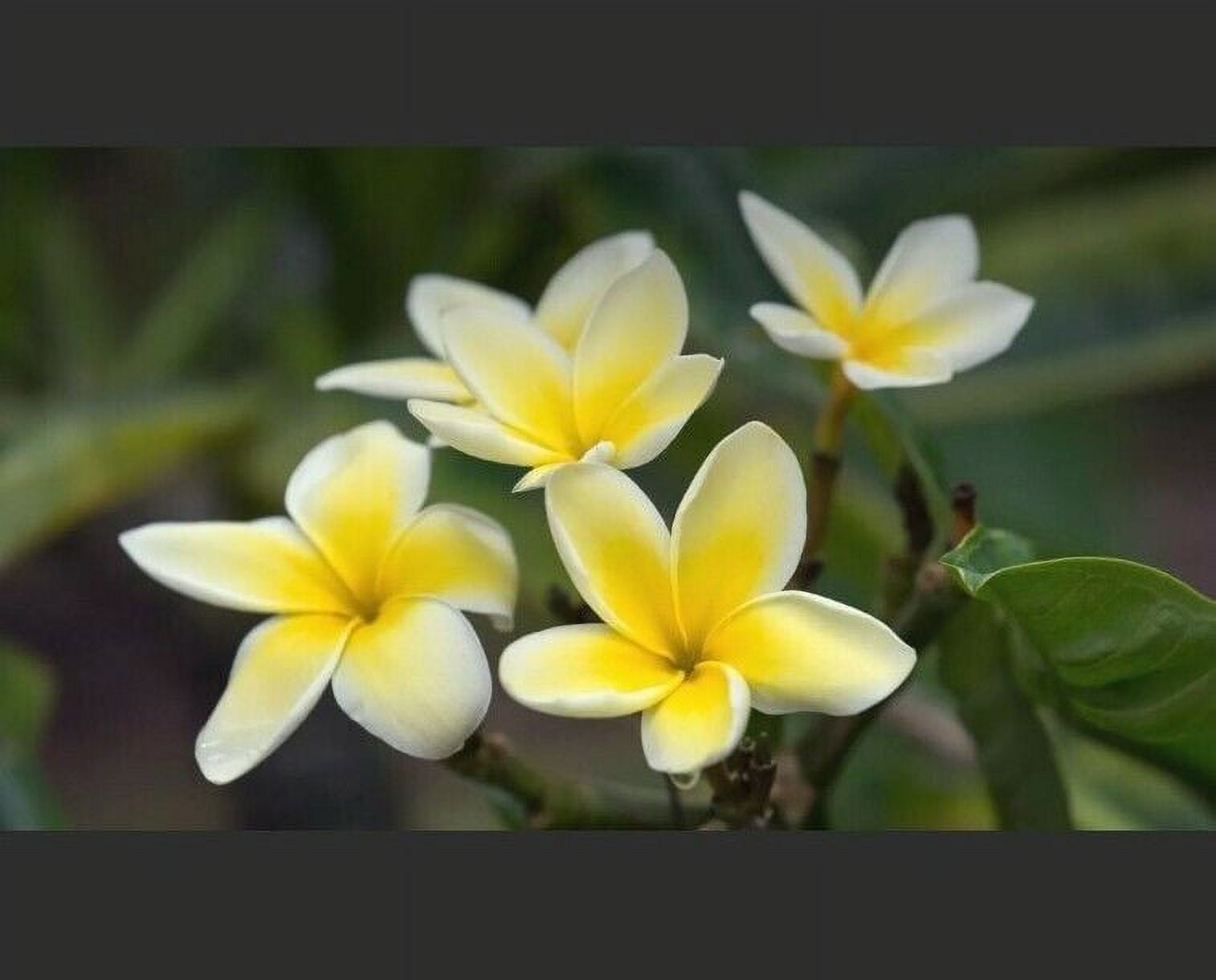 BloomVivid  11  inch Yellow Plumeria Plant Live Plants Full Sun, Attract Birds