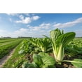 thumbnail image 5 of 2000 * Seeds CANTON PAK CHOI Bok Choy Chinese Cabbage Brassica Rapa Vegetable, 5 of 10