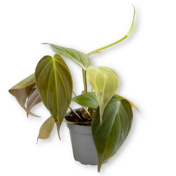 Velvet Leaf Philodendron Micans - Live Plant in a 6 Inch Growers Pot - Philodendron Hederaceum - Florist Quality Indoor Air Purifying Houseplant from Florida