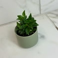 thumbnail image 5 of Peperomia Trinervula, 2" Plant, The Plant Farm, 5 of 5