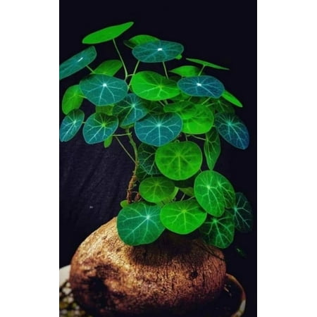 Stephania Cephalantha Caudex Bulbs, Rare Succulent, 3-3.5 Inch Wide Caudex for Planting, Home Decor, Houseplant