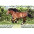 thumbnail image 3 of Derby Originals Nordic Tough Closed Front 420D Water Resistant Winter Mini Horse and Pony Stable Blanket 200g Medium Weight, 3 of 5