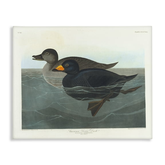 Stupell Industries Classic American Scoter Duck Animals Painting Wrapped Canvas Art Print Wall Art, 20 x 16