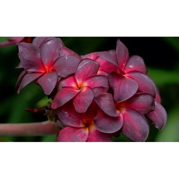 10 Black Purple Plumeria Seeds Plants Flower Flowers Perennial Seed Tree 2