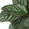 thumbnail image 7 of Calathea Ornata (Pinstripe Calathea) - Live Air-Purifying Indoor Plant in Nursery Pot – Easy Care, Low Maintenance Houseplant for Home & Office Decor, Natural Air Cleaner, Best for Beginners (6"Pot), 7 of 7
