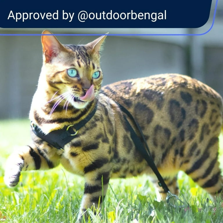 Bengal cat harness and leash sales