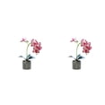 thumbnail image 3 of Bonsái de orquídeas artificiales Advancent con maceta Rosa roja 2Conjunto, 3 of 6