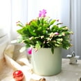thumbnail image 2 of Best Plant Friend 4" Christmas Cactus (Schlumbergera) Live Plants, 1 Count, Easy Care, 2 of 6