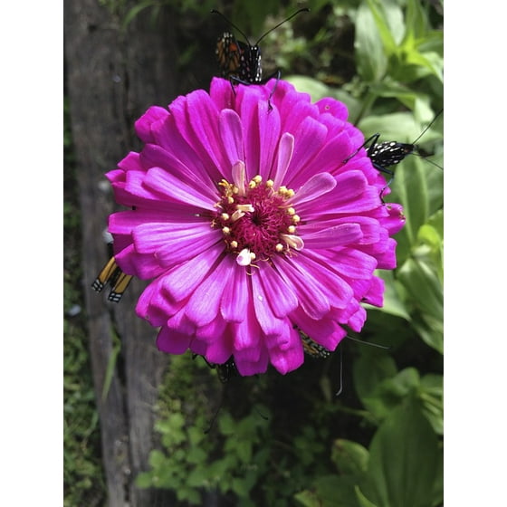 Framed Art For Your Wall Zinnia Flower Fuschia 10x13 Frame Com