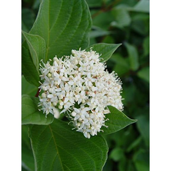 Bailey's Red Twig Dogwood