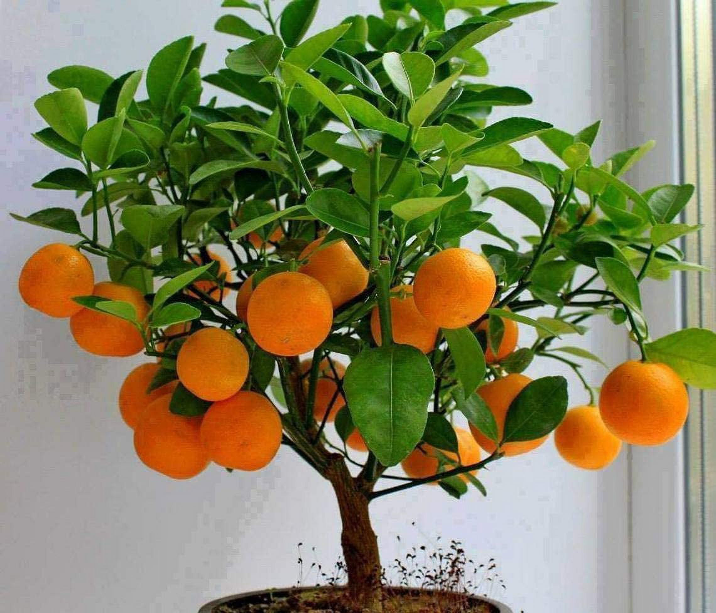 CZ Grain 10 Edible Fruit Orange Tree Plant Seeds - Walmart.com