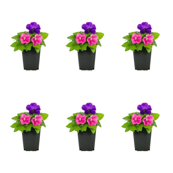 Expert Gardener 1PT Multicolor Petunia Live Annual Plant Sun 6-Pack