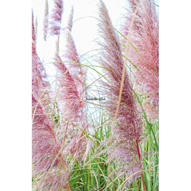 Cortaderia selloana rosea Seeds - Pink Feather Pampas Grass