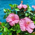 thumbnail image 2 of Hibiscus Rosa-sinensis, Hollywood, First Lady, Tropical Hibiscus - Pot Size: Gallon - Flowering Plants, Houseplants, 2 of 2