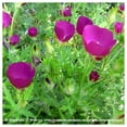 thumbnail image 3 of Everwilde Farms - 1/4 lb Purple Poppy Mallow Native Wildflower Seeds - Gold Vault Bulk Seed Packet, 3 of 3