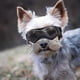 thumbnail image 1 of 2026 Dog Goggles Medium Breed, Dog Sunglasses Small Breed Dog Eye Sun Light Protection, Uv Protection Goggles For Dog With Adjustable Straps, 1 of 5