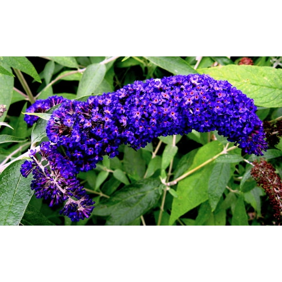 Seedville Dark Purple Butterfly Bush 50 Seeds Buddleia Davidii Hummingbird Shrub, Fragrant Flowers