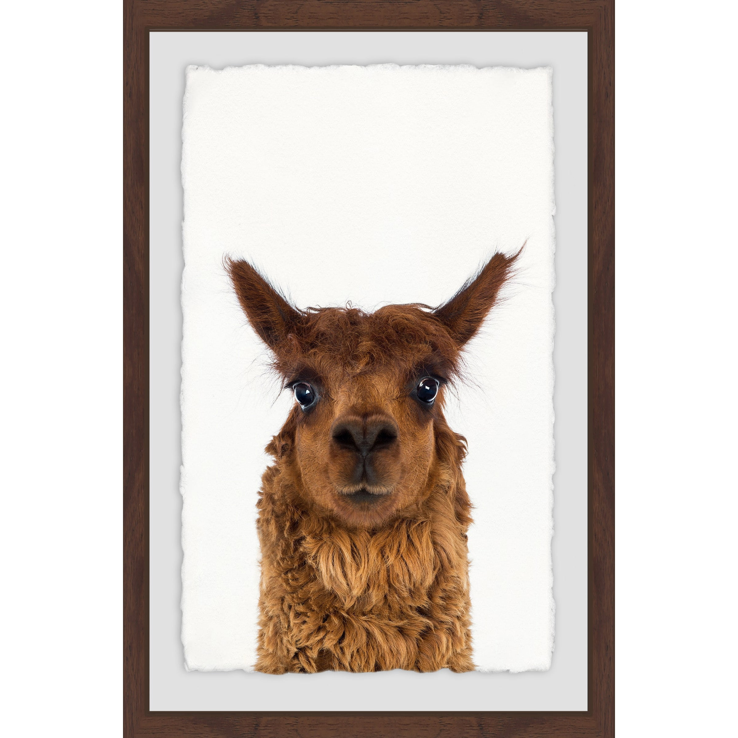 Staring Llama Framed Painting Print