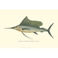 thumbnail image 2 of Vision Studio 24x17 Black Ornate Wood Framed with Double Matting Museum Art Print Titled - Broad Finned Sword-Fish, 2 of 4