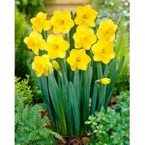 February Gold Miniature Daffodil Bulbs for Planting  Adorable Mini Flowers  10 Bulbs