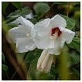 thumbnail image 1 of Everwilde Farms - 1 lb Hairy Rose Mallow Native Wildflower Seeds - Gold Vault Bulk Seed Packet, 1 of 2