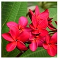 thumbnail image 6 of Hawaiian Plumeria Plant Cuttings Mixed Colors 10" Long Sun 4 Pack, 6 of 8