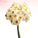 thumbnail image 5 of 1 ramo de flores artificiales de imitación, adorno de flores realistas, accesorio de fotografía, flor artificial para decoración de interiores (blanco), 5 of 8