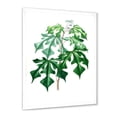 thumbnail image 2 of Designart 'Ancient Green Leaves Plants II' Traditional Framed Art Print, 2 of 4