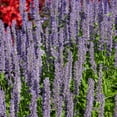 thumbnail image 3 of Outsidepride Anise Hyssop Blue Spike Seeds - 1000 Seeds, 3 of 6