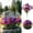 Multicolor, variant on 4 Pcs Dark Red Artificial Morning Glory Bouquets, UV‑Protected Faux Grave Flowers, Fade‑Resistant Fake Floral Arrangements for Cemetery Memorial, Home, Garden & Porch Decor