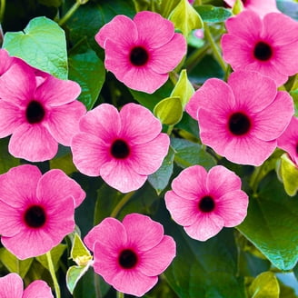 Aster 'Wood's Pink' -Live Starter Plant - Walmart.com