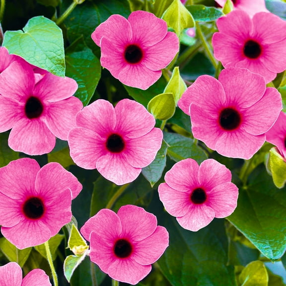 Black Eyed Susan Vine 'Sunny Susy Pink Beauty' - Live STARTER Plant