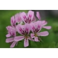 thumbnail image 6 of Citronella Geranium, 6 of 6