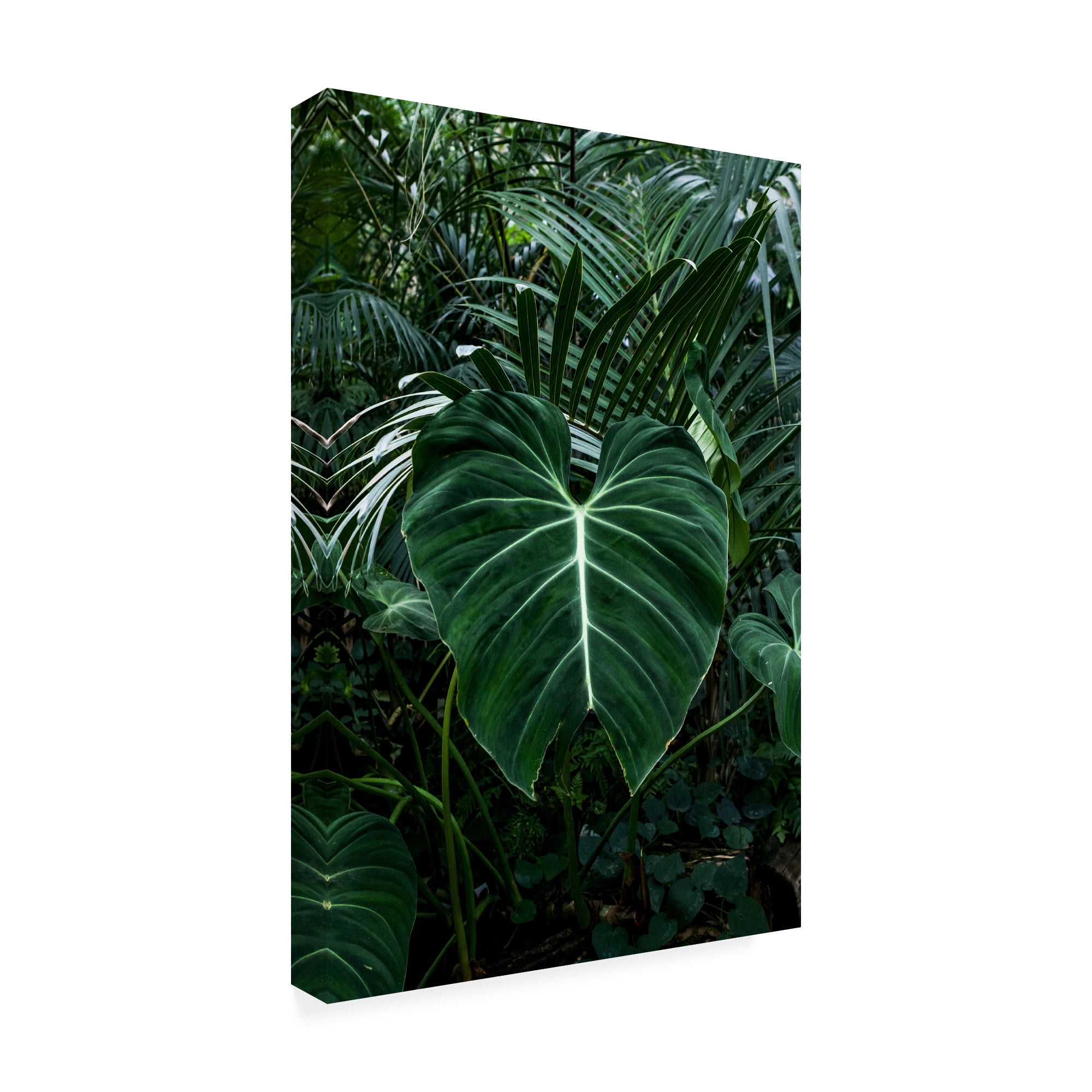 Trademark Fine Art 'Tropical 3' Canvas Art by PhotoINC Studio