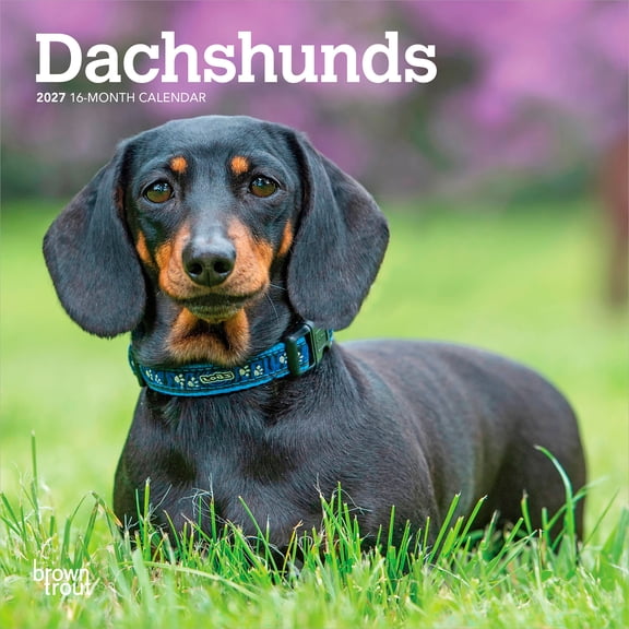Dachshunds | 2027 7x14" (Hanging) Wall Calendar
