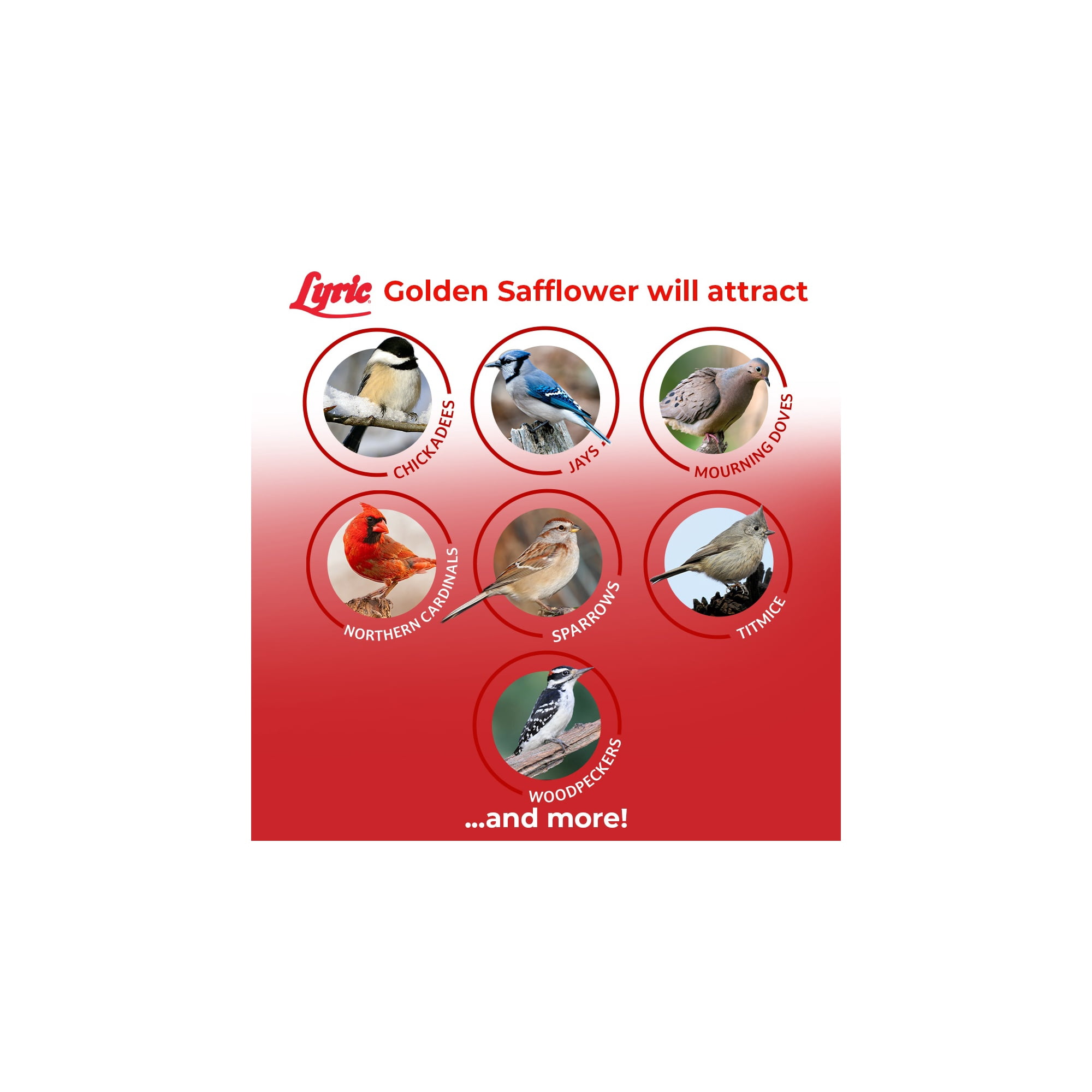 Lyric Golden Safflower Wild Bird Seed - Attracts Woodpeckers Cardinals - 12 lb. Bag