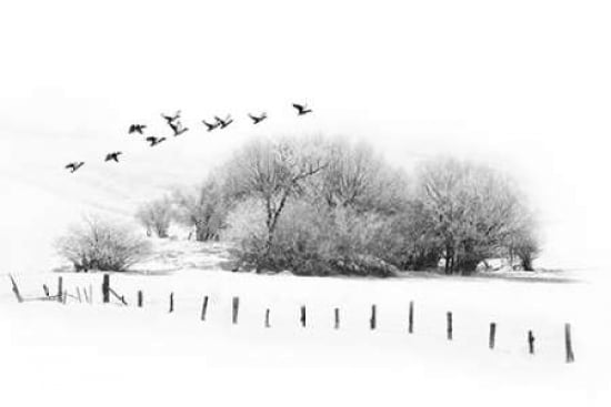 Frosty Flight Canva