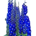 thumbnail image 3 of Direct Gardening Cobalt Dreams Delphinium Dormant Bare Root Blue Flowering Perennial Starter Plant, 3 of 4