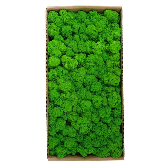 Preserved Moss Wall Decor Real Preserved Moss No Maintenance Required Naturally Preserved Moss for Home Wall Party Festivals Crafts Xmas Indoor Office Decoration