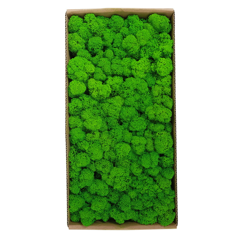 Preserved Moss Wall Decor Real Preserved Moss No Maintenance Required  Naturally Preserved Moss for Home Wall Party Festivals Crafts Xmas Indoor  Office