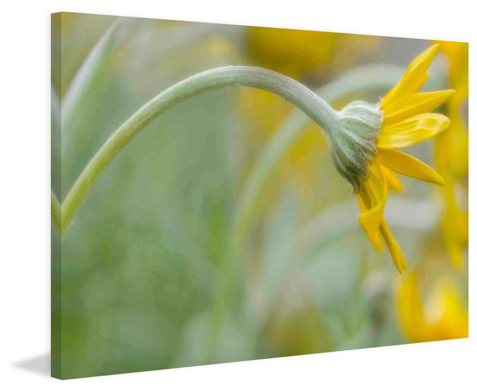 Marmont Hill "Bending Daisy" Painting Print on Canvas